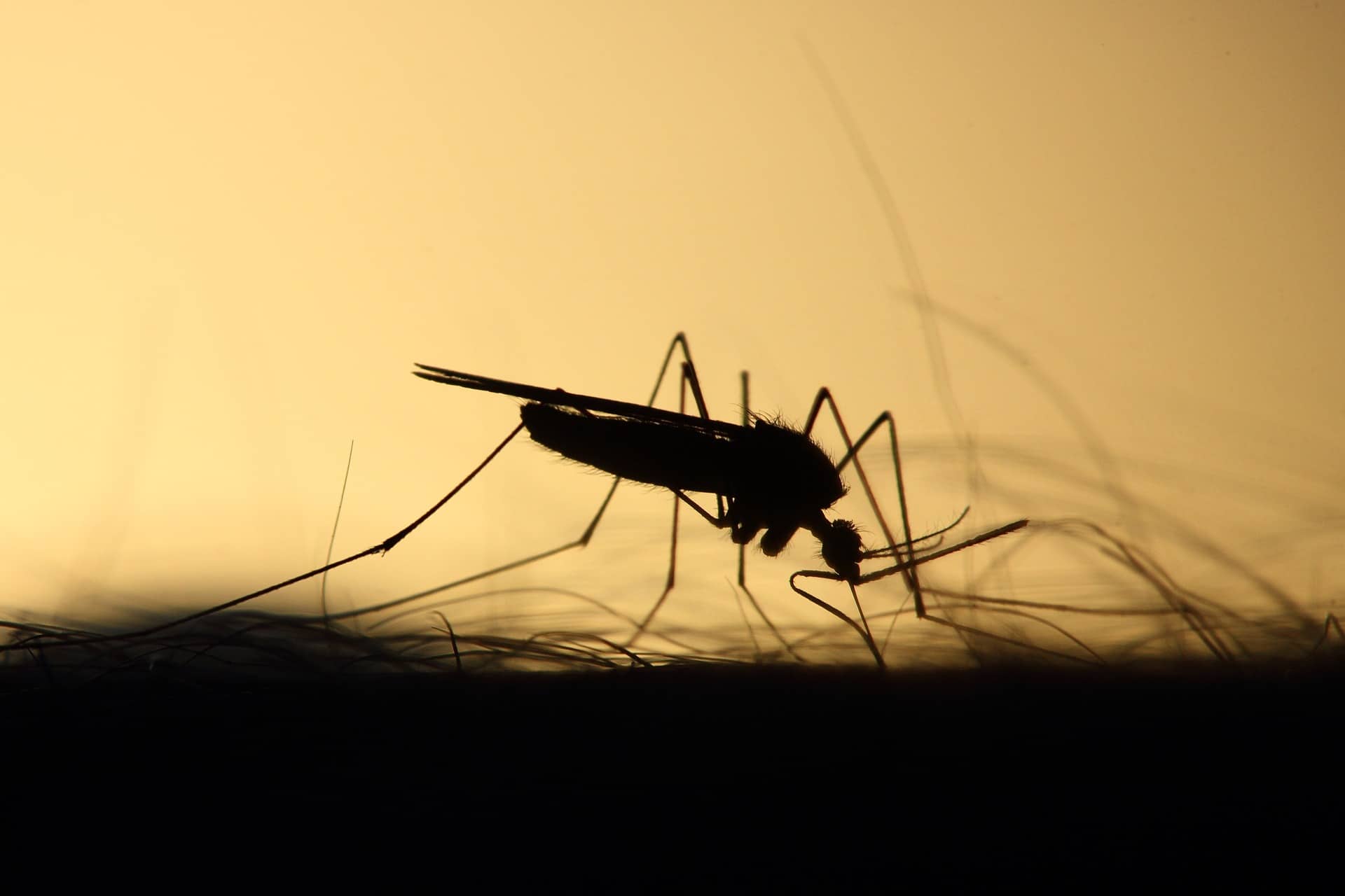 Surto de dengue, zika e chikungunya